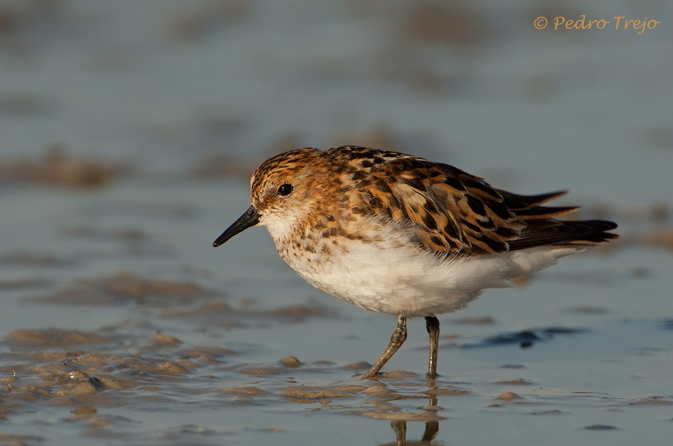 Correlimos menudo (Calidris minuta)